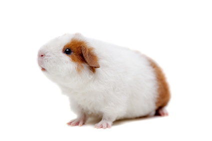 Teddy guinea pig, isolated on the white background | Velaz.cz